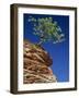 Solitary Ponderosa Pine on Top of a Sandstone Outcrop in the Zion National Park, in Utah, USA-Tomlinson Ruth-Framed Photographic Print