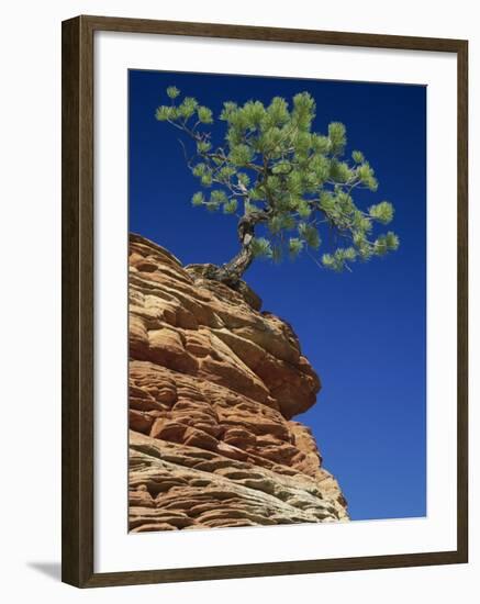 Solitary Ponderosa Pine on Top of a Sandstone Outcrop in the Zion National Park, in Utah, USA-Tomlinson Ruth-Framed Photographic Print