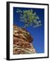 Solitary Ponderosa Pine on Top of a Sandstone Outcrop in the Zion National Park, in Utah, USA-Tomlinson Ruth-Framed Photographic Print