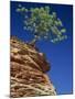 Solitary Ponderosa Pine on Top of a Sandstone Outcrop in the Zion National Park, in Utah, USA-Tomlinson Ruth-Mounted Photographic Print