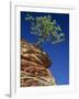 Solitary Ponderosa Pine on Top of a Sandstone Outcrop in the Zion National Park, in Utah, USA-Tomlinson Ruth-Framed Photographic Print