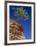 Solitary Ponderosa Pine on Top of a Sandstone Outcrop in the Zion National Park, in Utah, USA-Tomlinson Ruth-Framed Photographic Print