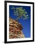 Solitary Ponderosa Pine on Top of a Sandstone Outcrop in the Zion National Park, in Utah, USA-Tomlinson Ruth-Framed Photographic Print