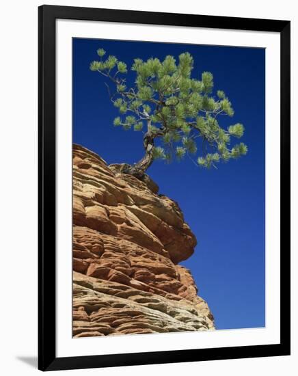 Solitary Ponderosa Pine on Top of a Sandstone Outcrop in the Zion National Park, in Utah, USA-Tomlinson Ruth-Framed Photographic Print