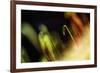 Solitary Radiance-Ursula Abresch-Framed Photographic Print