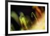 Solitary Radiance-Ursula Abresch-Framed Photographic Print