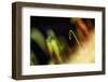 Solitary Radiance-Ursula Abresch-Framed Photographic Print