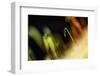 Solitary Radiance-Ursula Abresch-Framed Photographic Print