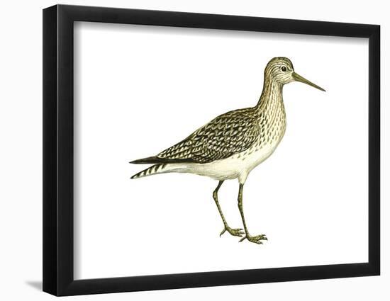 Solitary Sandpiper (Tringa Solitaria), Birds-Encyclopaedia Britannica-Framed Poster
