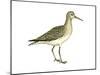 Solitary Sandpiper (Tringa Solitaria), Birds-Encyclopaedia Britannica-Mounted Poster