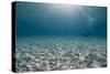 Solitary Scuba Diver in Shallow Sandy Bay, with Sun Beams, Naama Bay-Mark Doherty-Stretched Canvas