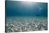 Solitary Scuba Diver in Shallow Sandy Bay, with Sun Beams, Naama Bay-Mark Doherty-Stretched Canvas