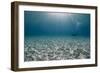 Solitary Scuba Diver in Shallow Sandy Bay, with Sun Beams, Naama Bay-Mark Doherty-Framed Photographic Print