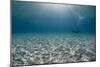 Solitary Scuba Diver in Shallow Sandy Bay, with Sun Beams, Naama Bay-Mark Doherty-Mounted Photographic Print