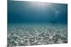 Solitary Scuba Diver in Shallow Sandy Bay, with Sun Beams, Naama Bay-Mark Doherty-Mounted Photographic Print