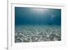 Solitary Scuba Diver in Shallow Sandy Bay, with Sun Beams, Naama Bay-Mark Doherty-Framed Photographic Print