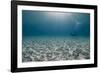 Solitary Scuba Diver in Shallow Sandy Bay, with Sun Beams, Naama Bay-Mark Doherty-Framed Photographic Print