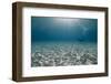 Solitary Scuba Diver in Shallow Sandy Bay, with Sun Beams, Naama Bay-Mark Doherty-Framed Photographic Print