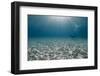 Solitary Scuba Diver in Shallow Sandy Bay, with Sun Beams, Naama Bay-Mark Doherty-Framed Photographic Print