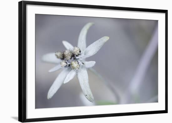 Solitary Stance-Wild Wonders of Europe-Framed Giclee Print