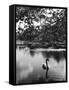 Solitary Swan-null-Framed Stretched Canvas