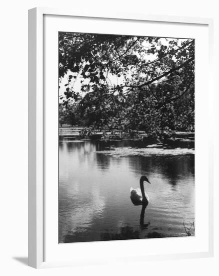 Solitary Swan-null-Framed Photographic Print