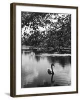 Solitary Swan-null-Framed Photographic Print