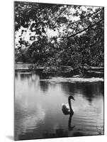 Solitary Swan-null-Mounted Photographic Print