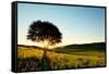 Solitary Tree in Golden Sunset with Copy Space.-Liang Zhang-Framed Stretched Canvas