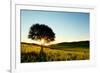 Solitary Tree in Golden Sunset with Copy Space.-Liang Zhang-Framed Photographic Print
