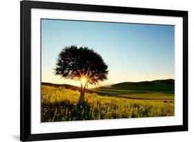 Solitary Tree in Golden Sunset with Copy Space.-Liang Zhang-Framed Photographic Print