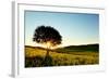 Solitary Tree in Golden Sunset with Copy Space.-Liang Zhang-Framed Photographic Print