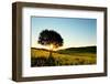 Solitary Tree in Golden Sunset with Copy Space.-Liang Zhang-Framed Photographic Print