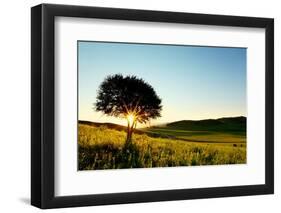 Solitary Tree in Golden Sunset with Copy Space.-Liang Zhang-Framed Photographic Print