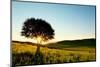 Solitary Tree in Golden Sunset with Copy Space.-Liang Zhang-Mounted Photographic Print