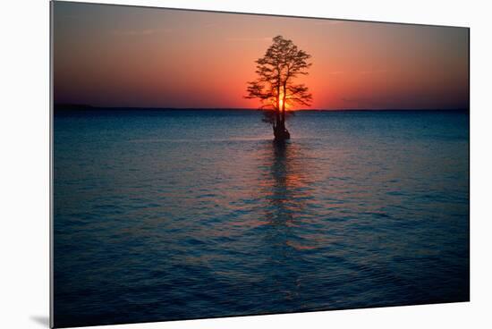 Solitary tree in the James River at sunset, Jamestown, Virginia-null-Mounted Photographic Print