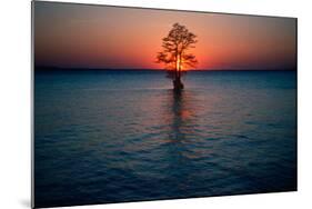 Solitary tree in the James River at sunset, Jamestown, Virginia-null-Mounted Photographic Print