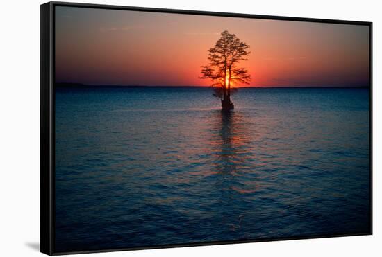 Solitary tree in the James River at sunset, Jamestown, Virginia-null-Framed Stretched Canvas