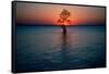 Solitary tree in the James River at sunset, Jamestown, Virginia-null-Framed Stretched Canvas