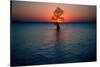 Solitary tree in the James River at sunset, Jamestown, Virginia-null-Stretched Canvas