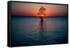 Solitary tree in the James River at sunset, Jamestown, Virginia-null-Framed Stretched Canvas