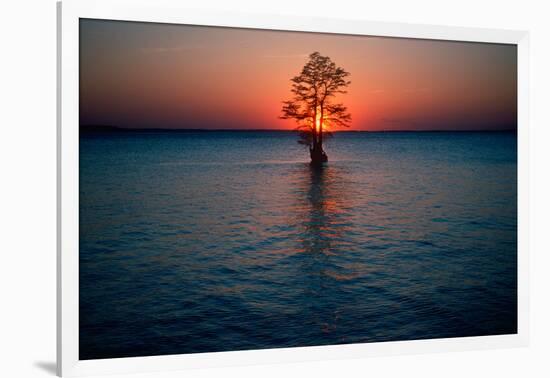 Solitary tree in the James River at sunset, Jamestown, Virginia-null-Framed Photographic Print