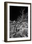 Solitary Tree in the Utah Desert-Dean Fikar-Framed Photographic Print