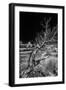 Solitary Tree in the Utah Desert-Dean Fikar-Framed Photographic Print