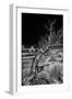 Solitary Tree in the Utah Desert-Dean Fikar-Framed Photographic Print