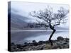 Solitary Tree on the Shore of Loch Etive, Highlands, Scotland, UK-Nadia Isakova-Stretched Canvas