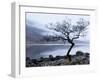 Solitary Tree on the Shore of Loch Etive, Highlands, Scotland, UK-Nadia Isakova-Framed Premium Photographic Print