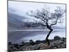 Solitary Tree on the Shore of Loch Etive, Highlands, Scotland, UK-Nadia Isakova-Mounted Premium Photographic Print