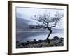 Solitary Tree on the Shore of Loch Etive, Highlands, Scotland, UK-Nadia Isakova-Framed Premium Photographic Print