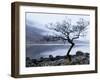Solitary Tree on the Shore of Loch Etive, Highlands, Scotland, UK-Nadia Isakova-Framed Photographic Print